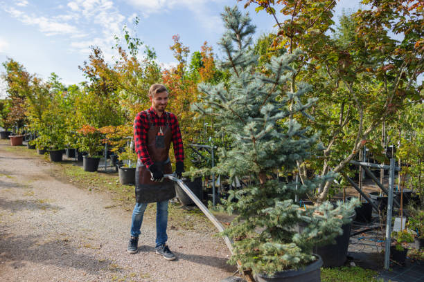 Professional Tree Services in Mulberry, IN